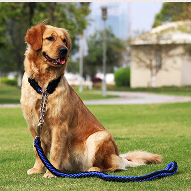 hvordan man tager sig af et kæledyr hund?hvad betyder en hund - spiser - for pregn