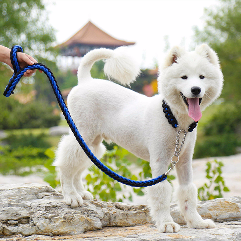 tips at trimme din hund er søm