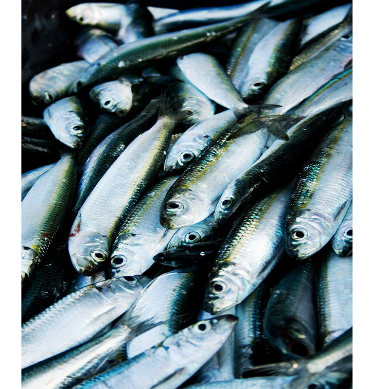 Frosset sardine