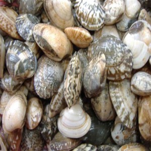 FRYSEN SHELL-ON CLAM