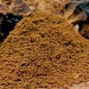 Chaga champignon inonotus indebærer supplement til sundhedspleje