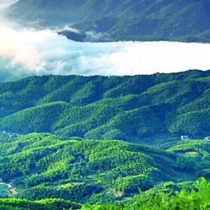 Hunan Anhua sort te sundhedspleje te