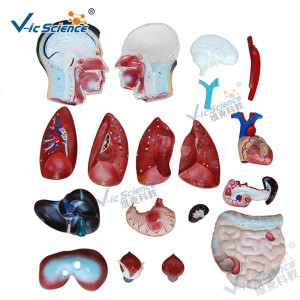 Medicinsk anatomi menneskelig kropsmodel 85 cm mandlig torso model 19 dele