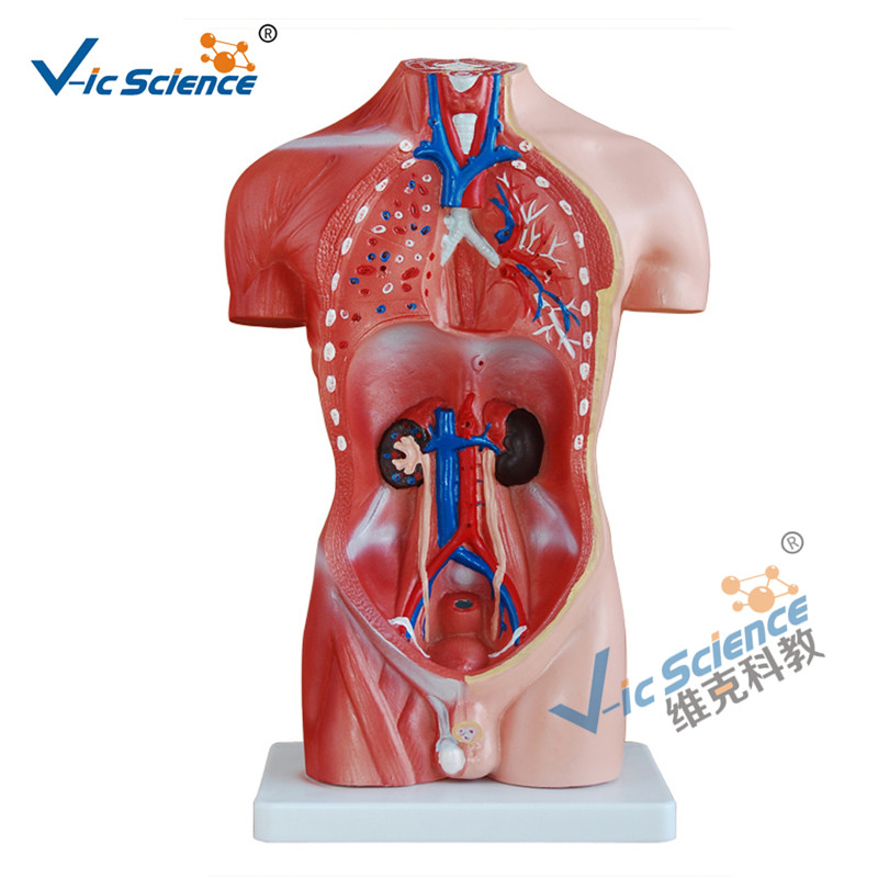 42 cm mandlig torso model 13 dele medicinsk undervisningsmodel