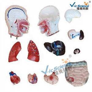 42 cm mandlig torso model 13 dele medicinsk undervisningsmodel