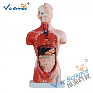 26CM Torso Model 15 dele Anatomy Body Model