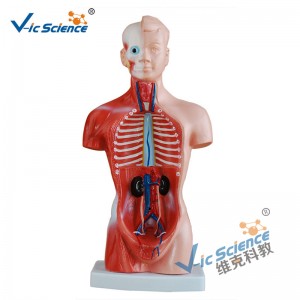 26CM Torso Model 15 dele Anatomy Body Model