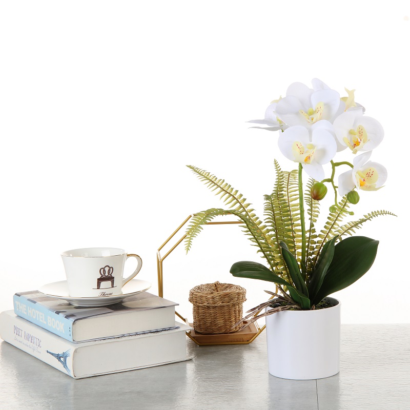Factory Direct Supply Orchid in pot