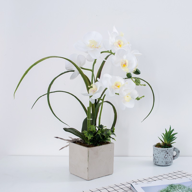 Factory Direct Supply Orchid in pot