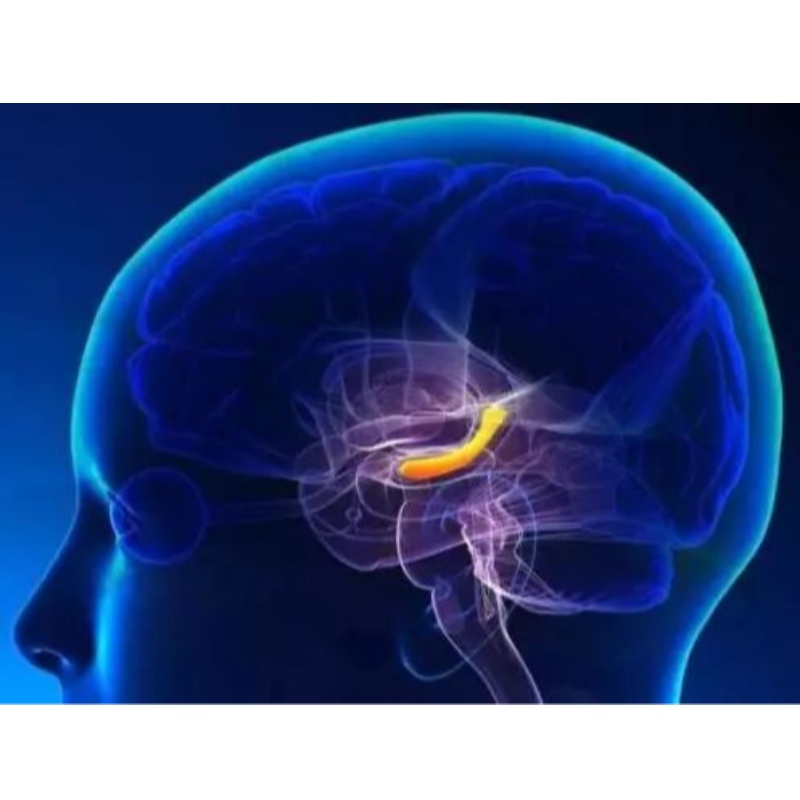 Sydkinesiske landbrugsuniversitet: NMN gendanner kognitiv svækkelse forårsaget af skadelige forbindelser