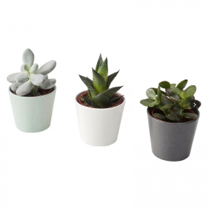 Kunstige sukkulente planter